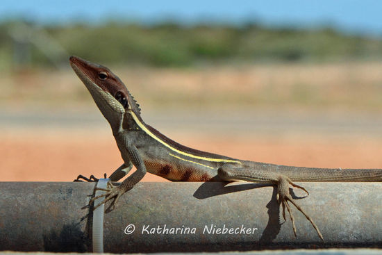 "Stripy" war sehr fotogen..... präsentiert er sich nicht hervorragend?