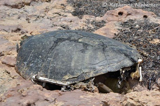 Die Felsen waren vielleicht auch der Grund dafür, dass es diese Schildkröte nicht mehr zurück ins Wasser geschafft hat.....