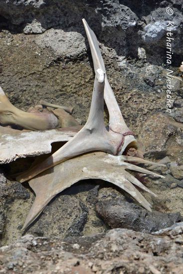 Knochenreste einer Schildkröte.