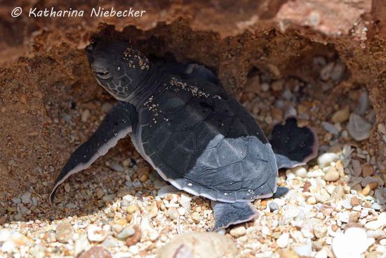 Was für ein Glück hatte doch dieses Kleine hier, dass wir sie fanden. Schlau wie das Kleine ist, versuchte es sich möglichst im Schatten zu halten, damit es durch die Hitze nicht starb. Aber es wäre nie alleine aus dem kleinen Loch herausgekommen.