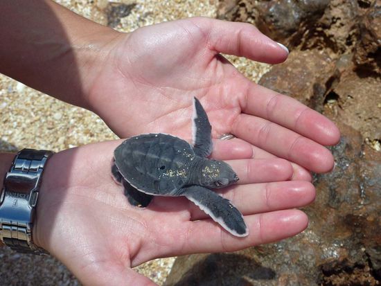 Ein kleiner Größenvergleich, damit man mal weiß, wie klein die Babies überhaupt sind, wenn sie schlüpfen und sich dann alleine auf den Weg ins Wasser machen und versuchen, so lange wie möglich zu überleben. Nur etwa 1% der geschlüpften Schildkröten kehrt überhaupt zur Brutstätte zurück, um da selbst Eier abzulegen, wenn sie denn weiblich sind.