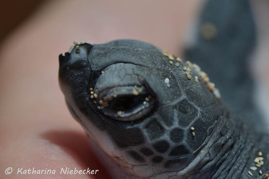 Mit meinem Makro konnte ich immerhin ein paar schöne Nahaufnahmen von dem Baby machen....