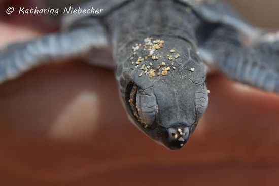 Das Kleine zappelte aber ganz schön doll, weshalb wir es recht schnell an den Strand setzen und es nun endlich ins Wasser konnte....