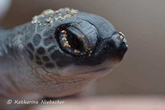 Wie eine kleine "Morla" schaut sie aus.... 