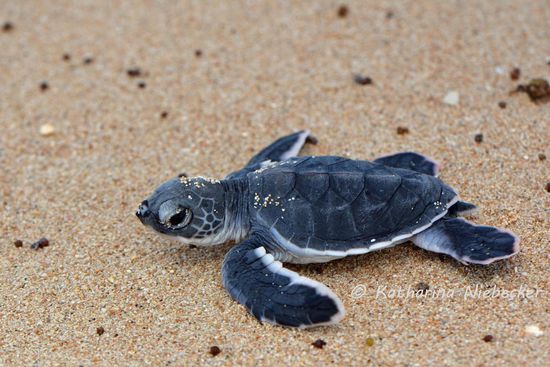 Endlich frei am Strand, watschelte die kleine Schildkröte in Windeseile Richtung Wasser.....
