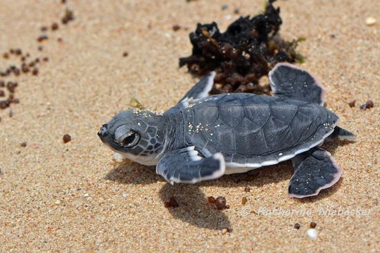 Leider war sie viel zu schnell weg...... Aber schön, dass wir sie retten konnten, die kleine "Green Turtle" (Suppenschildkröte).