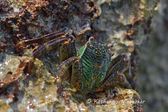 Solche Krabben waren überall an den Felsen zu entdecken...