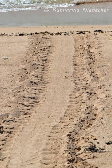 Die Spuren der Schildkröten, wenn sie an Land kommen, um ihre Eier einzugraben.
