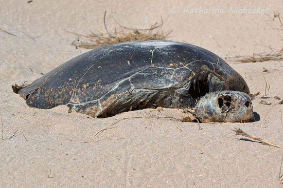 Diese hier hat es leider nicht mehr geschafft.... 