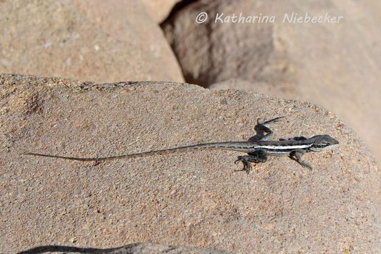 Und noch ein kleiner "Stripy" am Strand.....