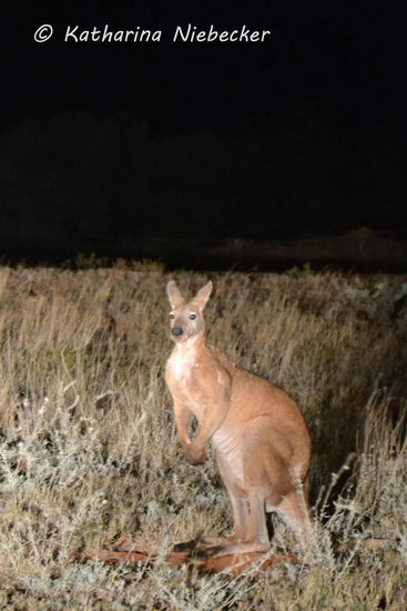Ein "Big Red" am Straßenrand bei Nacht kurz vor unserem Hotel.