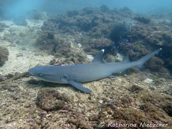 Weißspitzen-Riffhai - von denen habe ich nun genug gesehen... 