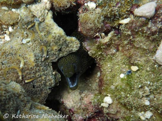 Muräne - auch diese gab es hier und auch in Coral Bay im Überfluß. allerdings nur kleine Exemplare.