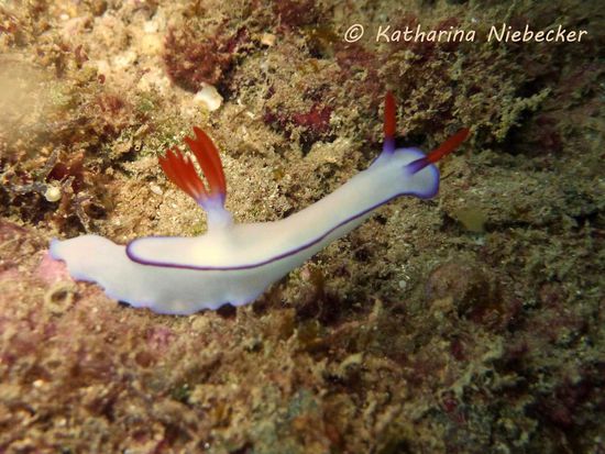 Eine Nacktschnecke - auch diese gab es bei allen Tauchgängen im Überfluß, was mir natürlich besonders gefiel, da sie doch zu meinen Favoriten unter Wasser gehören....