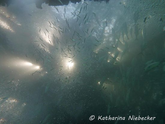 Eine Gegenlichtaufnahme unterhalb des Navy Piers mit allerlei Fisch