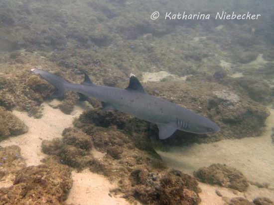 Zur Abwechslung mal wieder ein Weißspitzen-Riffhai