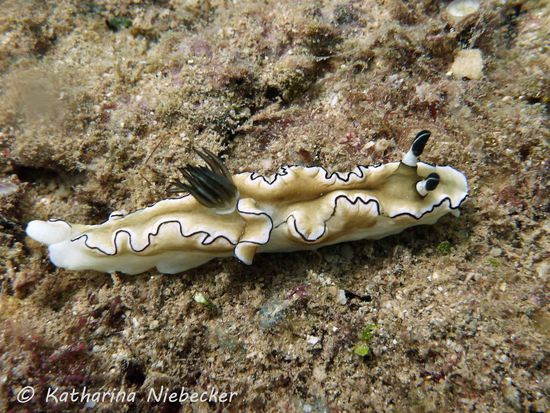 Es gab auch andere Nacktschnecken-Arten.... 