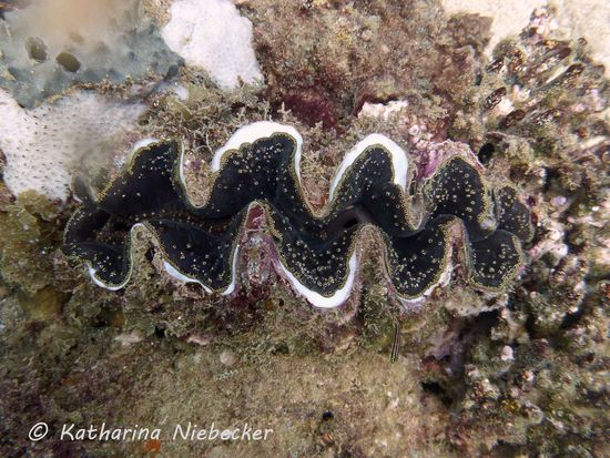 Eine Riesen-Mördermuschel