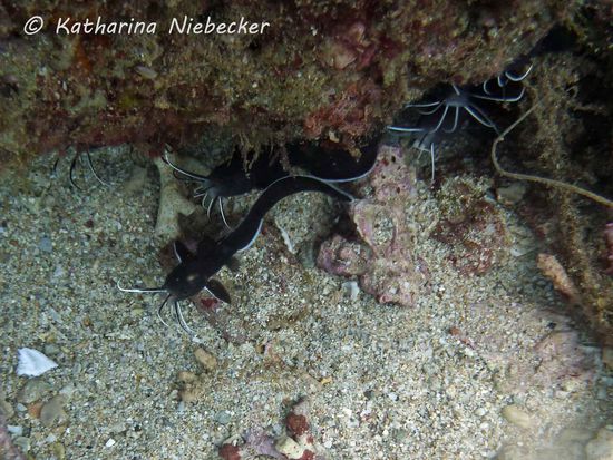 Kleine Baby-Catfishes (Welse)