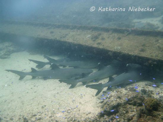 Hier lagen 5 Weißspitzen-Riffhaie nebeneinander