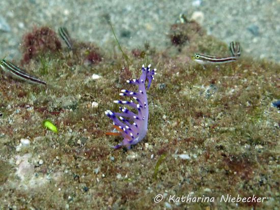 Flabellina pedata - Violette Fadenschnecke - eine meiner ganz besonderen Lieblingsschnecken, welche es hier wie Sand am Meer gab. Sogar nur einige Millimeter-große Babies haben wir gefunden.