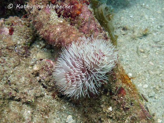 Weihnachtsbaum-Röhrenwürmer