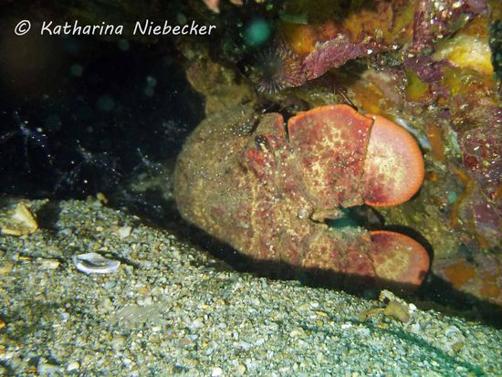 Ein Bärenkrebs, welcher sich in einem Rohr versteckt hielt.