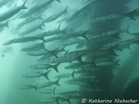 Schwarm von Barrakudas