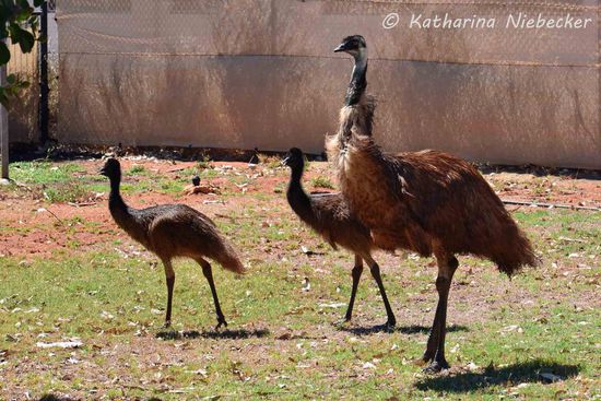 Beim Losfahren vom Hotel hatten wir diese Emu-Familie direkt vor dem Hotel.