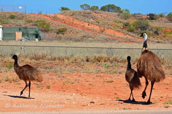 Unsere Anwesenheit war ihnen dann doch nicht geheuer, weshalb sie doch wieder Richtung "Outback" marschierten... Hier ist auch noch der Kontrast der roten Erde zum blauen Himmel gut zu erkennen,