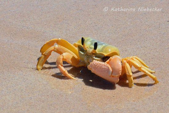 Dieser kleine Kerl ließ sich in aller Ruhe am Strand fotografieren....
