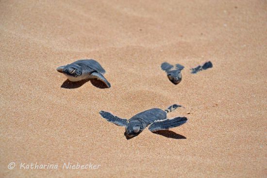Sie hätten doch leben sollen..... Aber leider hatten diese hier Pech.... Viele tote Babies lagen in den Dünen, welche versucht haben, zum Meer zu kommen....