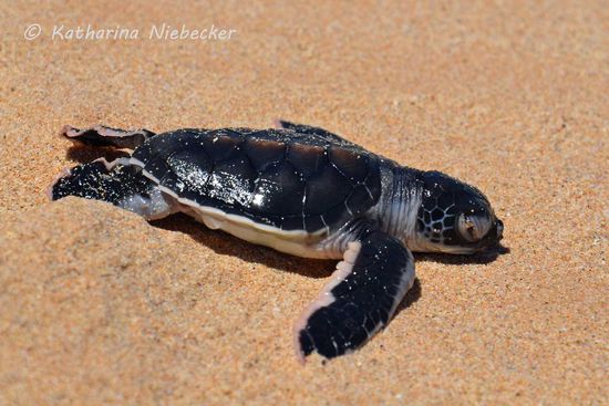 Dieses Kleine lebte noch, wollte sich aber nicht mehr ins Wasser bewegen... 