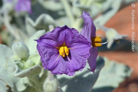 Auch farbenprächtige Blüten haben die Pflanzen hier