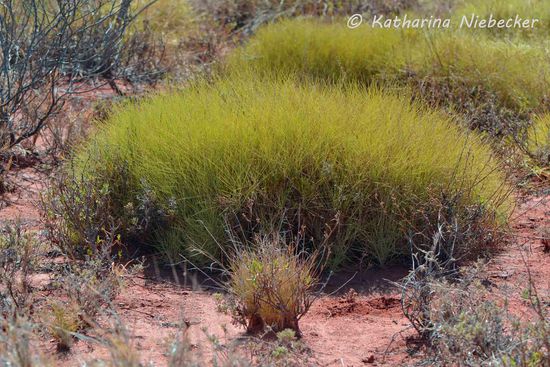 In Büschen wächst das "Spinifex-Gras" hier. Dieses ist überall anzufinden auf der Halbinsel und ist ziemlich hart.