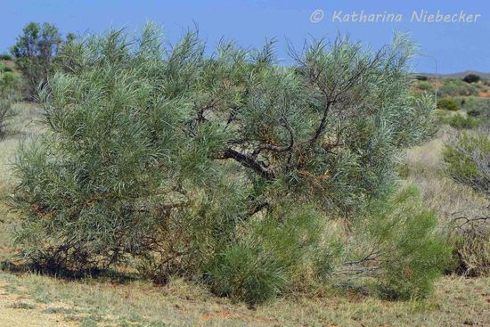 Häufig ist auch diese Kreuzung aus einem Busch und Baum anzutreffen.