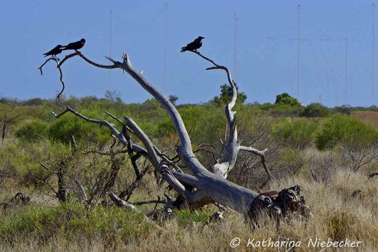 Die wenigen Bäume, die es hier gibt, fallen gerne den Termiten zum Opfer.... Von denen gibt es hier wahrlich genug.....