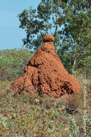 Dies ist einer der vielen Termitenbauten, welche wahre Kunstwerke darstellen. Sie sind zum Teil über zwei Meter hoch....