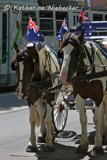 Sogar die Kutchpferde tragen hier Fähnchen