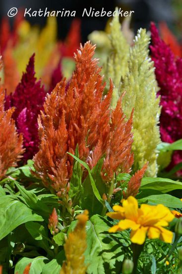 Wunderschöne Blumen sind in der Swanston Street angepflanzt worden