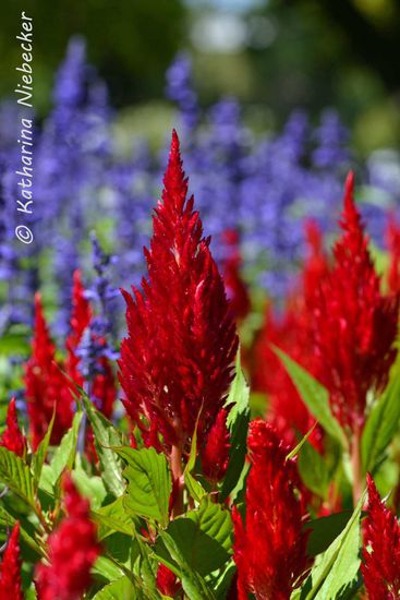 Diese Blumen strahlen einfach ein tolles rot aus....