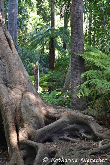 Danach genoss ich noch die Ruhe des "Royal Botanic Garden" mit seinen tollen Wegen durch die Parklandschaft.