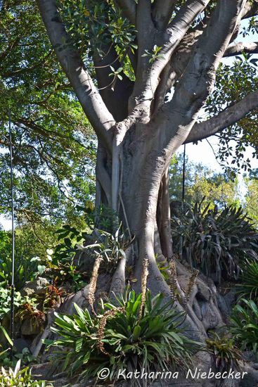 Ich finde diese Bäume einfach nur toll......