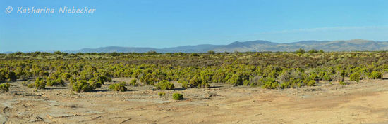Hier versuchten wir, ans Wasser zu kommen, doch der Weg wurde recht schlammig, weshalb wir doch lieber umkehrten. Die Gegend erinnerte mich ein wenig an Exmouth, wo es ja auch so eine Art Erderhebung gibt und davor alles flach und grün erscheint. Hier bestehend aus Salzbüschen.