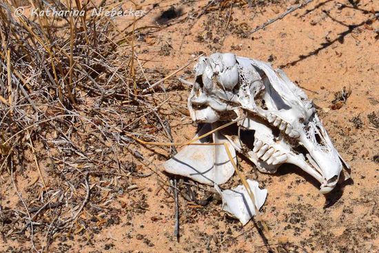 Auf dem Weg dahin fanden wir unsere ersten Überreste von Säugetieren...
