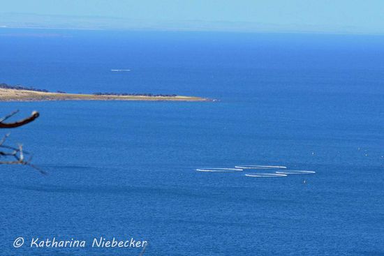 Im Wasser vor Port Lincoln werden Thunfische in solchen Ringen gezüchtet. Hier kann man neben "White Shark-Cage-Diving" auch "Swim with Thunas" erleben. Sowas habe ich bisher noch nicht gesehen.