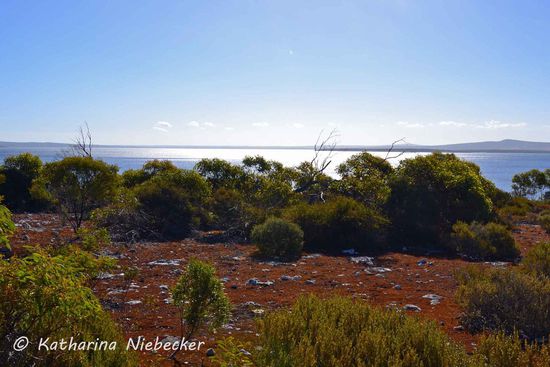Wir entschieden uns, den Rundweg zu gehen, auch wenn dieser länger dauerte als der direkt Rückweg. Immerhin bekamen wir dabei ein Kängeruh zu Gesicht. Schön waren hier auch die Farbkontraste von Erde, Pflanzenbewuchs und dem Blau des Himmels und Wassers....