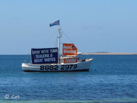 Nachtrag:
Im Hafen von Port Lincoln begrüßte uns diese lustige Werbung. Swim with Tuna! Immer mal wieder was neues..... Hier kann man sich also sein Abendessen schon beim Schwimmen anschauen. 