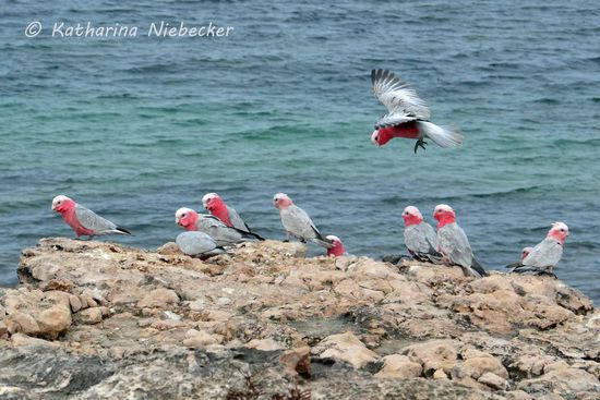 Diese Gruppe von Galahs ließ sich beim Frühstück auch beobachten.