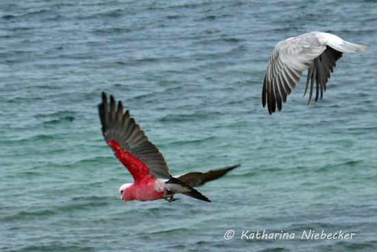 Beim Versuch, näher heran zu kommen, flogen sie leider weg.